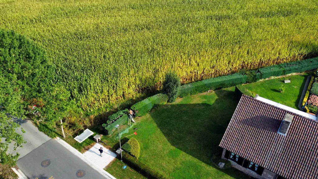 Dronebeeld: lange haag langs een maïsveld wordt geschoren