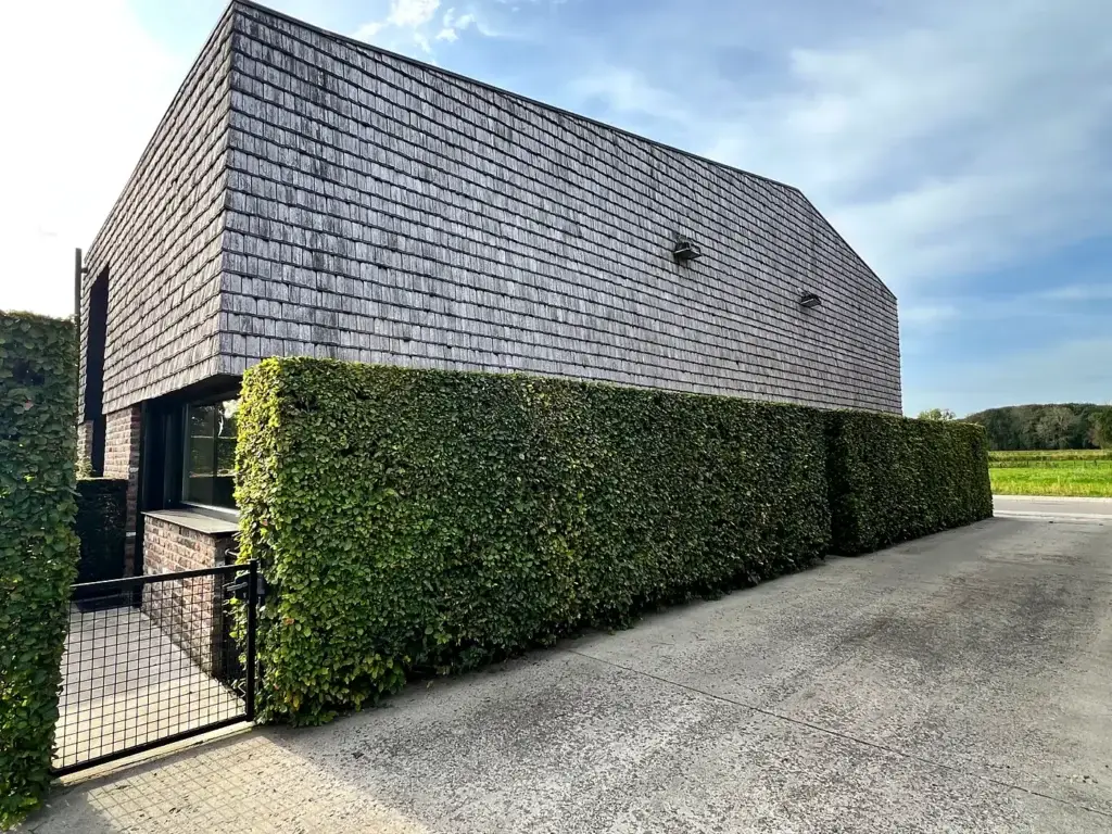 Strak geschoren haagbeuk langs een moderne woning met houten gevel