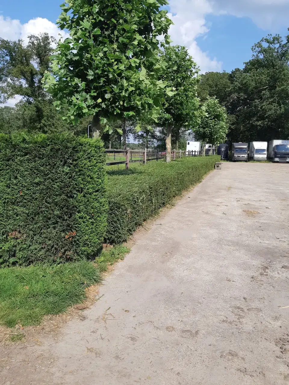 Lage haag langs de oprit van een manege strak geschoren, naast een hoge coniferenhaag