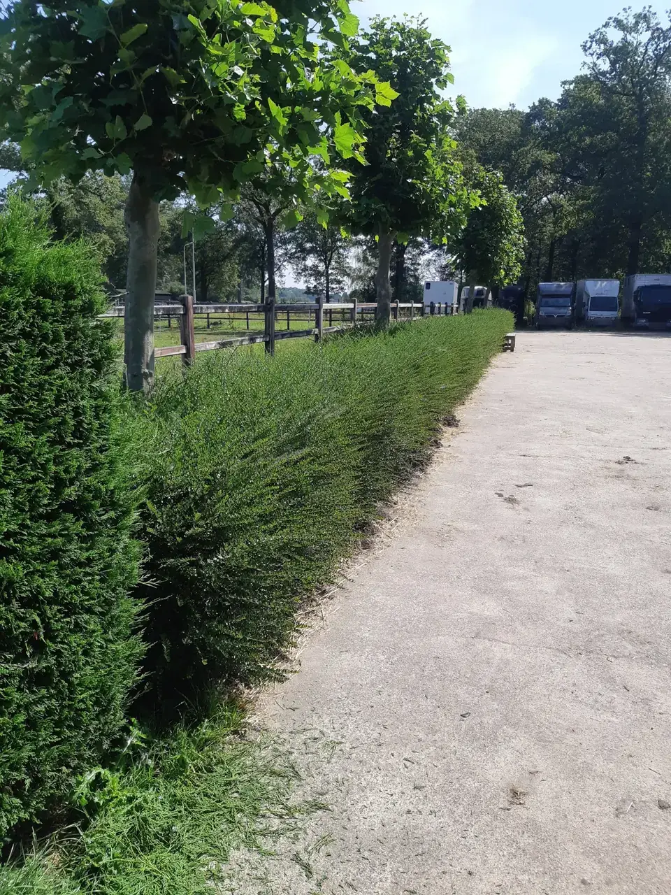 Lage haag langs de oprit van een manege, uitgegroeid voor het snoeien