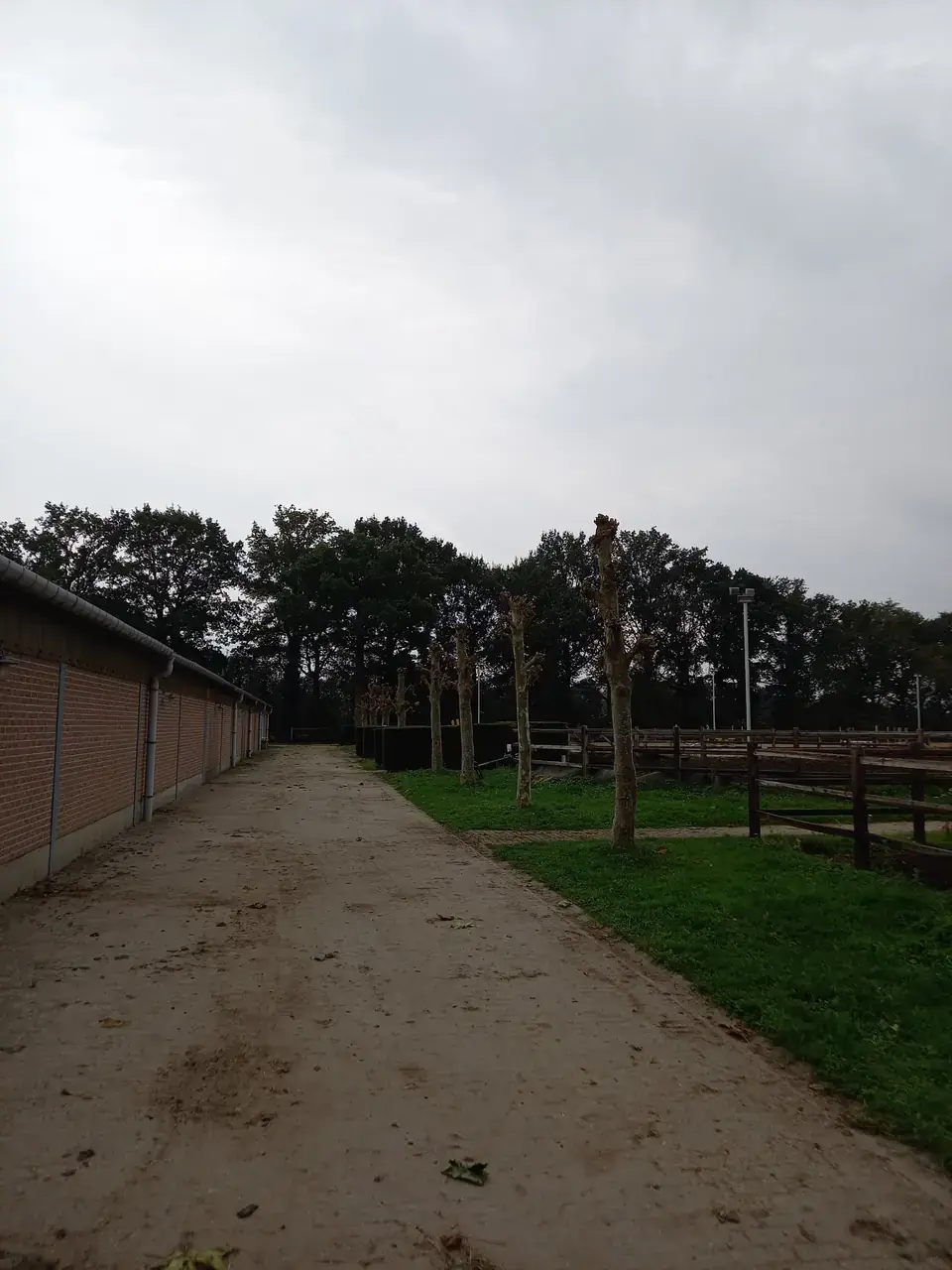 Platanen langs de stallen van een manege, teruggesnoeid tot op de knotten