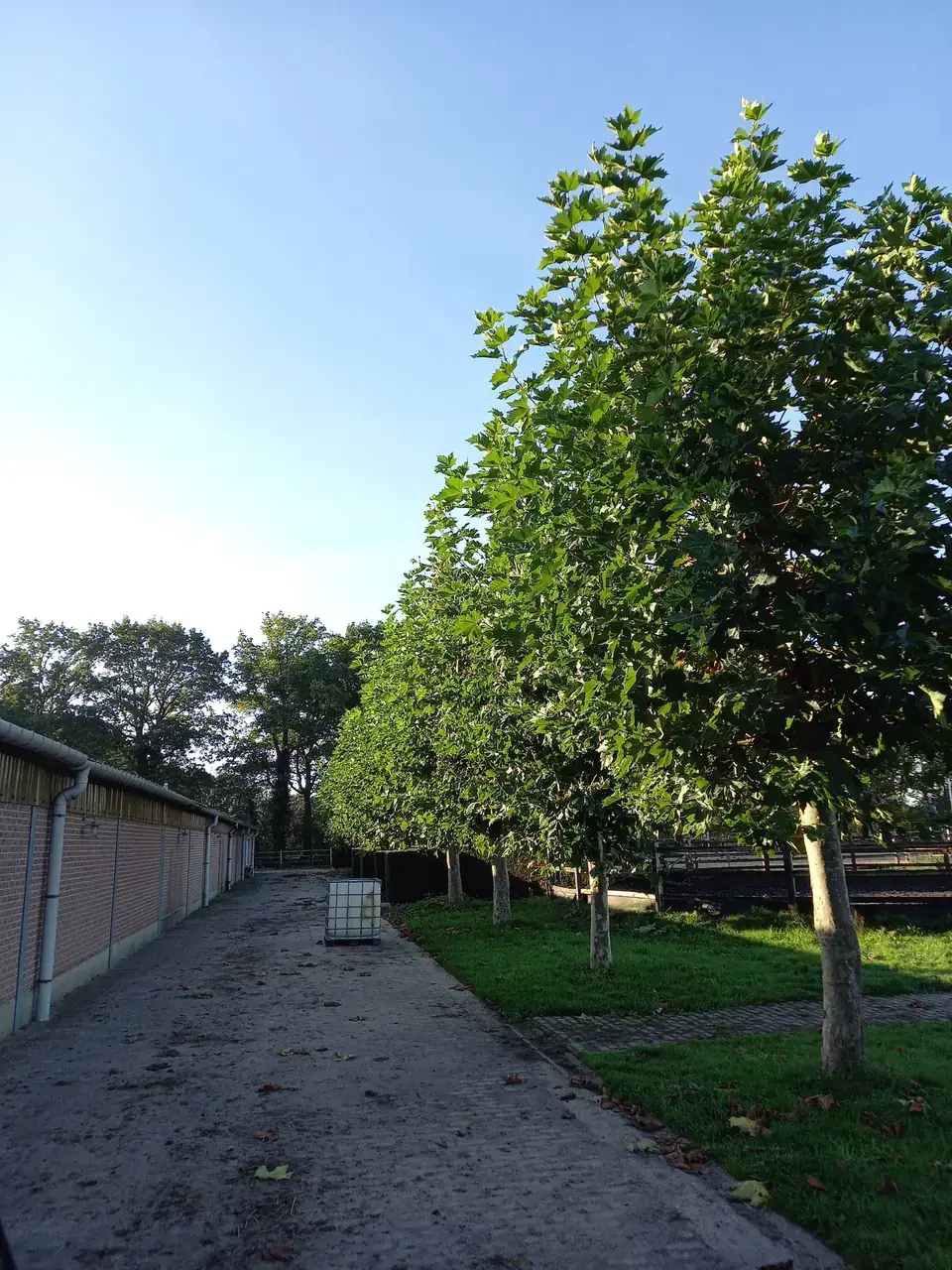 Rij platanen met volle kruin langs de stallen van een manege, voor het snoeien