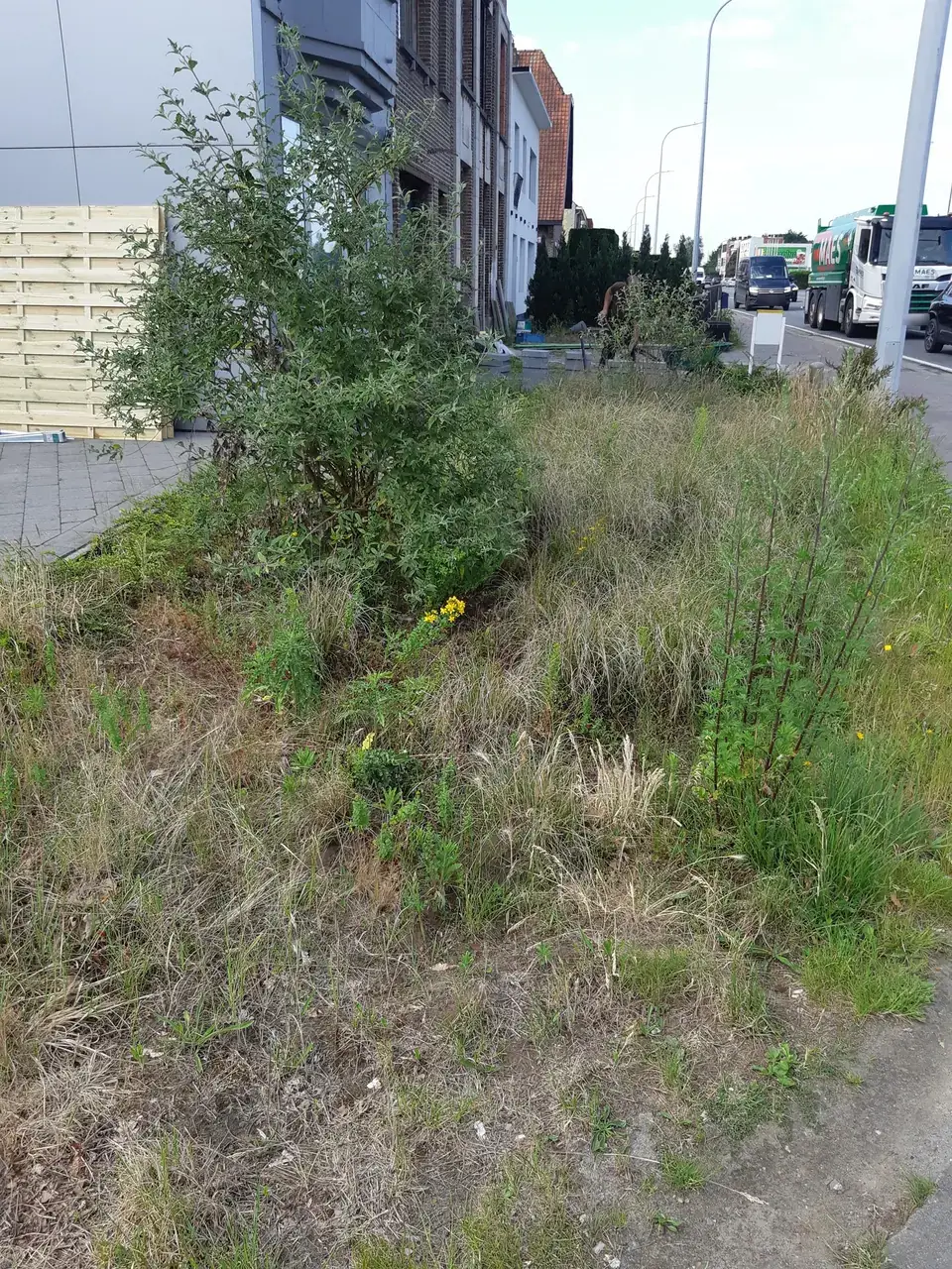 Verwilderd plantvak langs de steenweg vol droog gras en onkruid